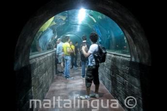 Students in an aquarium tunnel