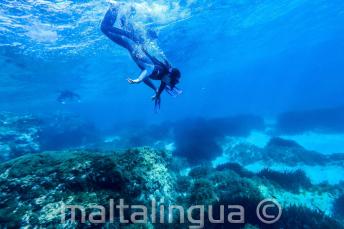 Explore Maltese Waters